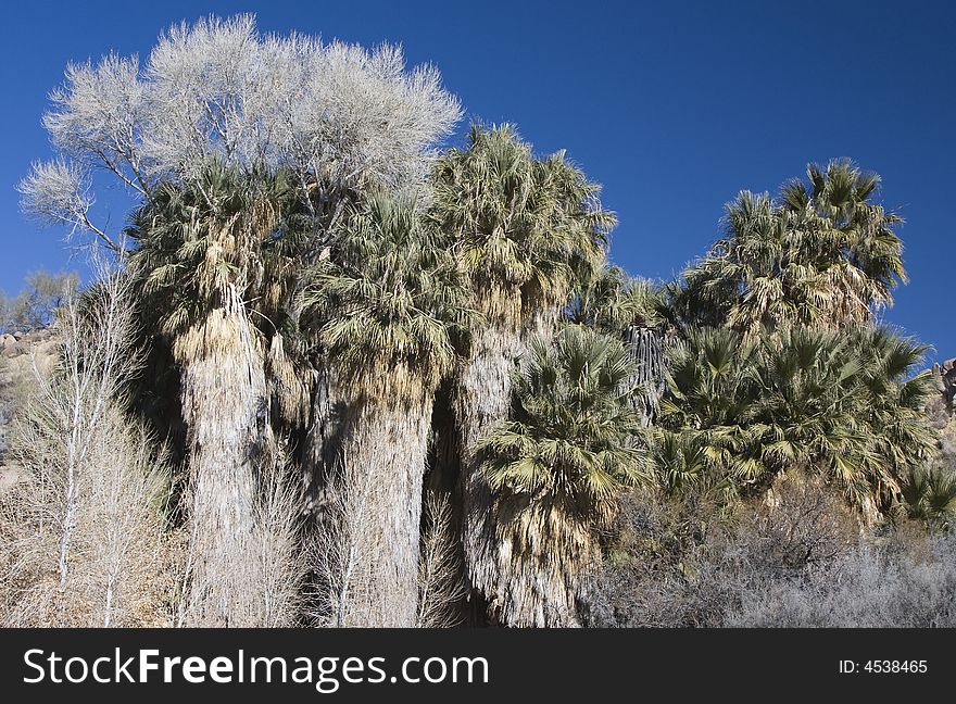 Fan Palms And Cottonwoods