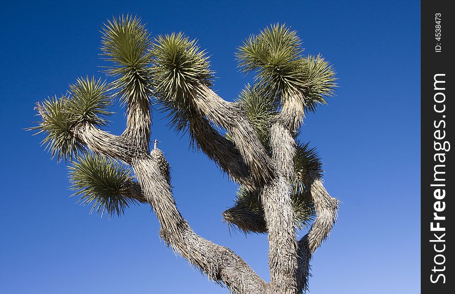 The green spikes of a large Joshua tree.