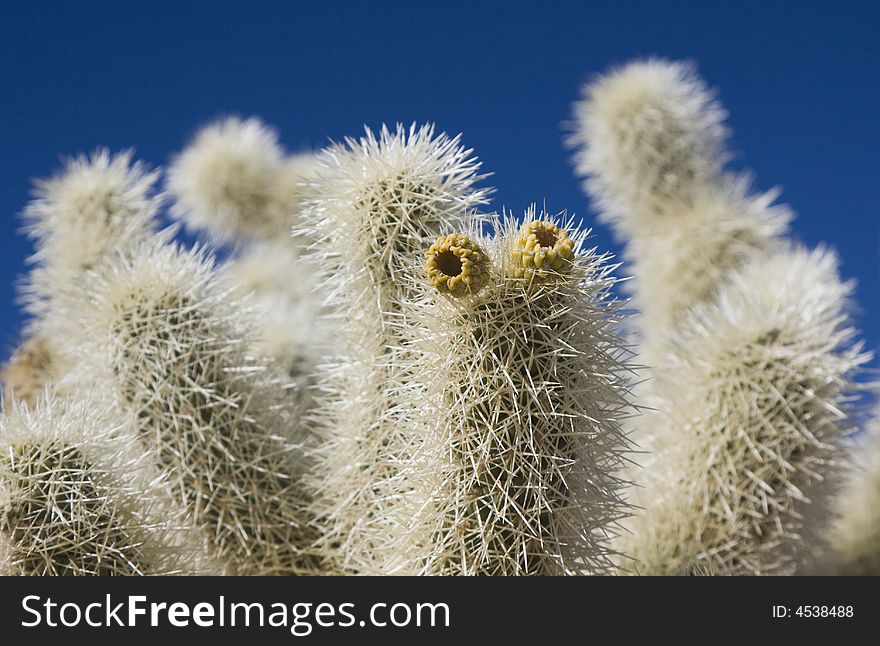 Don't cuddle this -- a spiny teddy bear or cholla cactus. Sharp focus on the branch with some yellow fruit. Don't cuddle this -- a spiny teddy bear or cholla cactus. Sharp focus on the branch with some yellow fruit.
