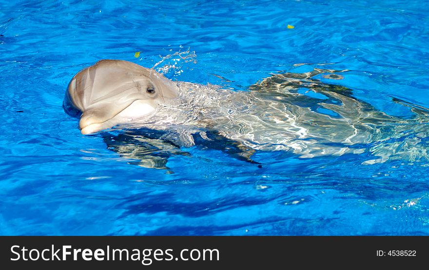 A dolphin lolling in the water of an aquarium. A dolphin lolling in the water of an aquarium.