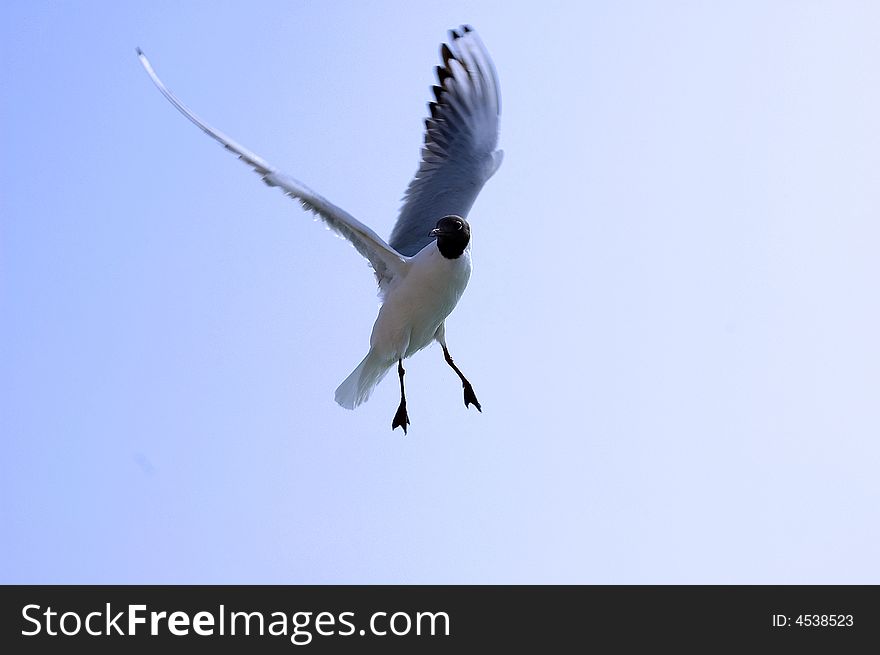 A bird called seagull flying on the sky of United Arab Emirates