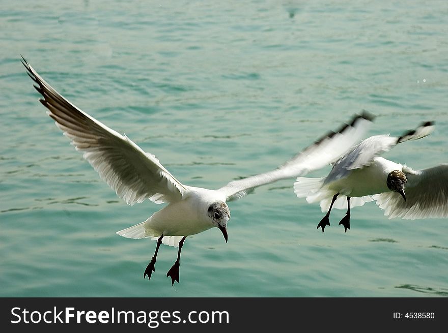 A seagull bird fly over the creek of Dubai As part of thier migration process.