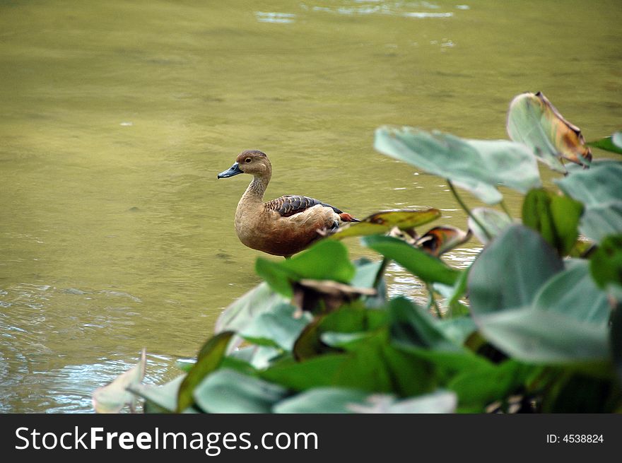 A single duck in the water.