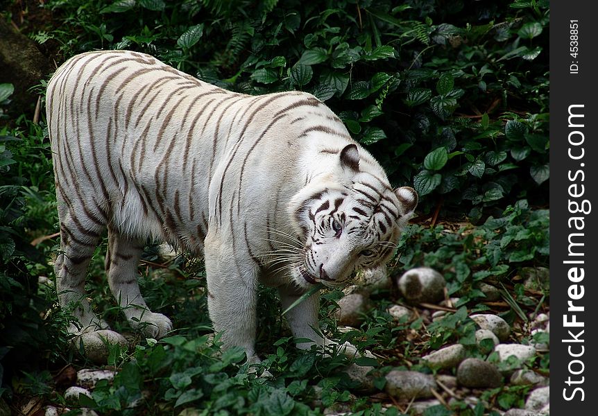 White tiger,a a rare specie in the Big Cat Family.