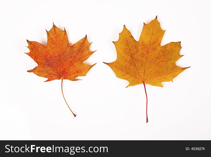 Two yellow leaves on white background