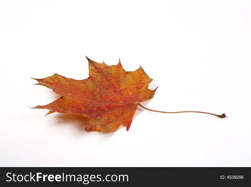 One yellow leaf on white background