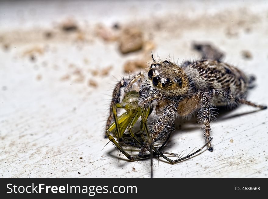 Jumping spider with Lynx Spider in the mouth