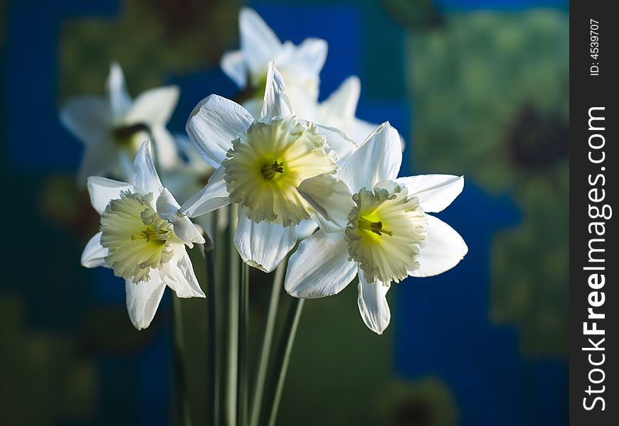 Bunch of spring flowers, tender narcissus. Bunch of spring flowers, tender narcissus