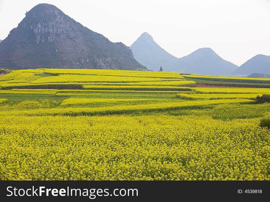 The cole fields of Leping is a beauty spot of Yunnan. The cole fields of Leping is a beauty spot of Yunnan