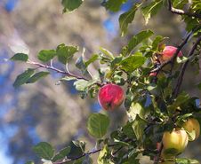 Bright Red Apples On A Branch Royalty Free Stock Images