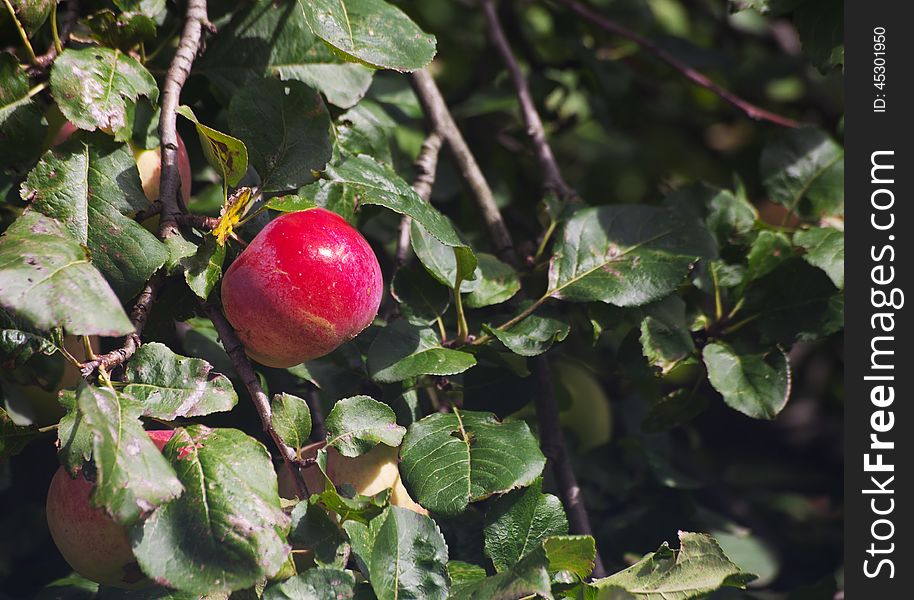 Bright red apple on a branch on sunny autumn day