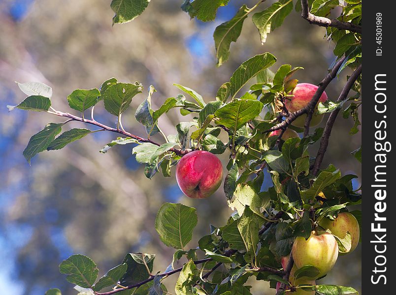 Bright Red Apples On A Branch