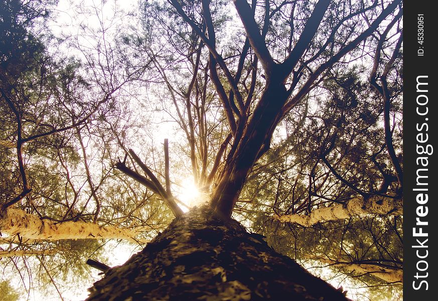 Bottom View of Pine Tree