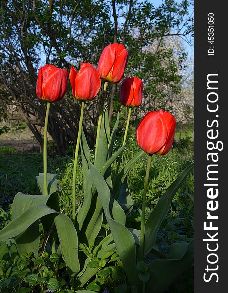 Red tulips in bloom in early spring