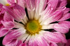Purple Chrysanthemum Stock Photography Purple Chrysanthemum Stock Photography