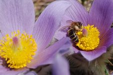 Bee Worker Gathering Honey On Spring Flowers Stock Photo Bee Worker Gathering Honey On Spring Flowers Stock Photo