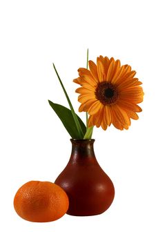 Floral Composition With Gerber And Tangerine Royalty Free Stock Photo Floral Composition With Gerber And Tangerine Royalty Free Stock Photo