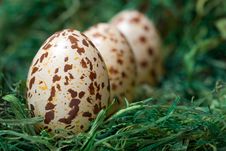 Easter Eggs. Stock Image