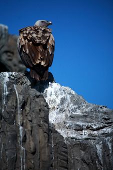 Vulture Royalty Free Stock Image Vulture Royalty Free Stock Image