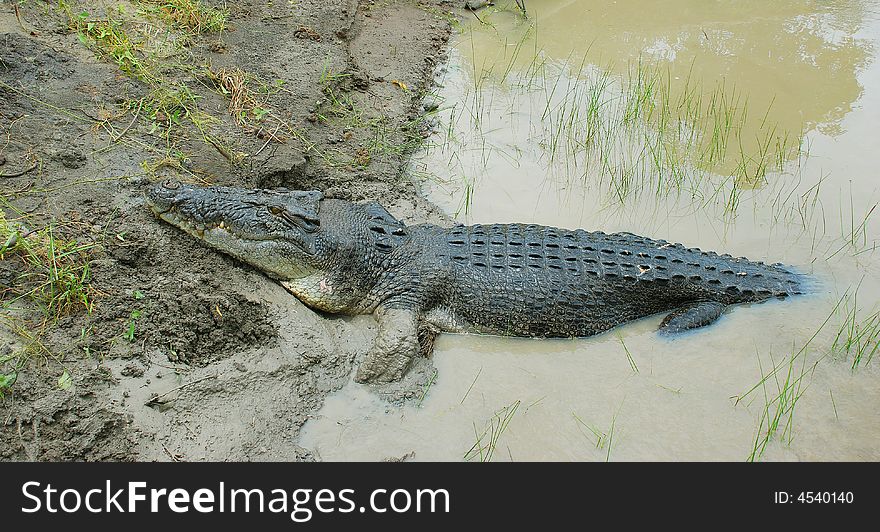 A crocodile on the banks of the Adelaide River Australia.