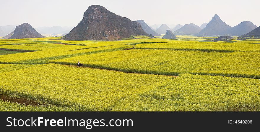 The cole fields of Leping is very beautiful in spring. The cole fields of Leping is very beautiful in spring.