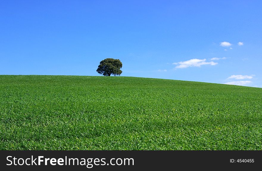 Isolated Tree In Field.