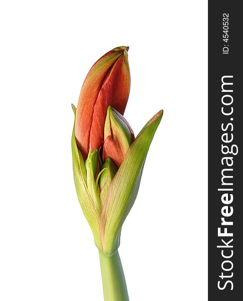 Amaryllis ready to bloom on a white background. Close-up. Amaryllis ready to bloom on a white background. Close-up.