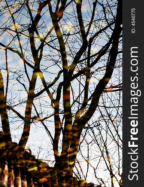 Trees reflected in water with colorful cobble in water, beatiful colors in the image