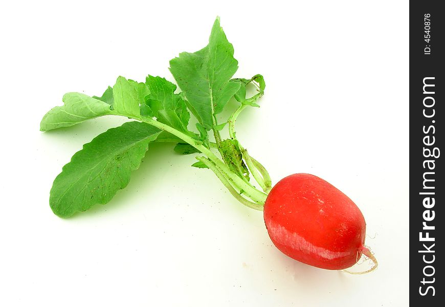 Little radish, studio isolated on white background, as a concept of healthy organic homegrown fodd.