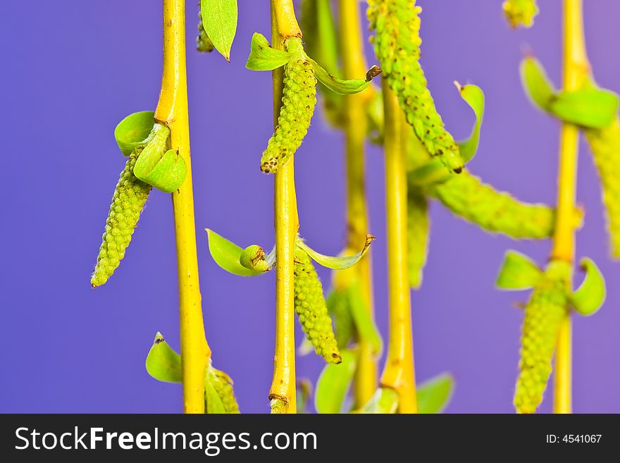 Willow flowers on a purple background