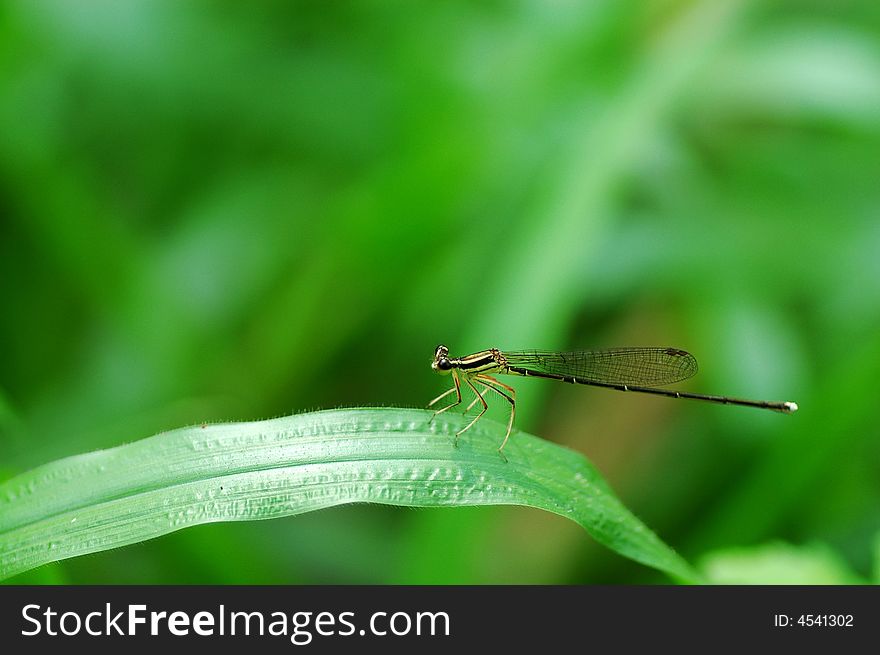 Damselflies on a stem with green background. a close up photography. Damselflies on a stem with green background. a close up photography.