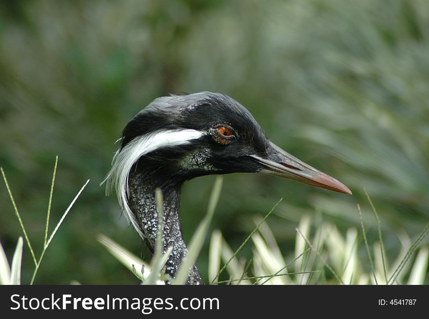 Black crane at Bali bird park