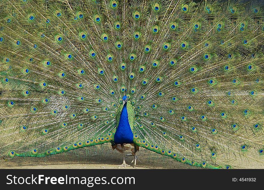 A peacock with colorful feather