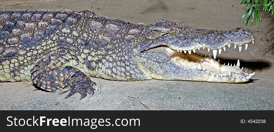 Portrait of nice nile crocodile. Portrait of nice nile crocodile