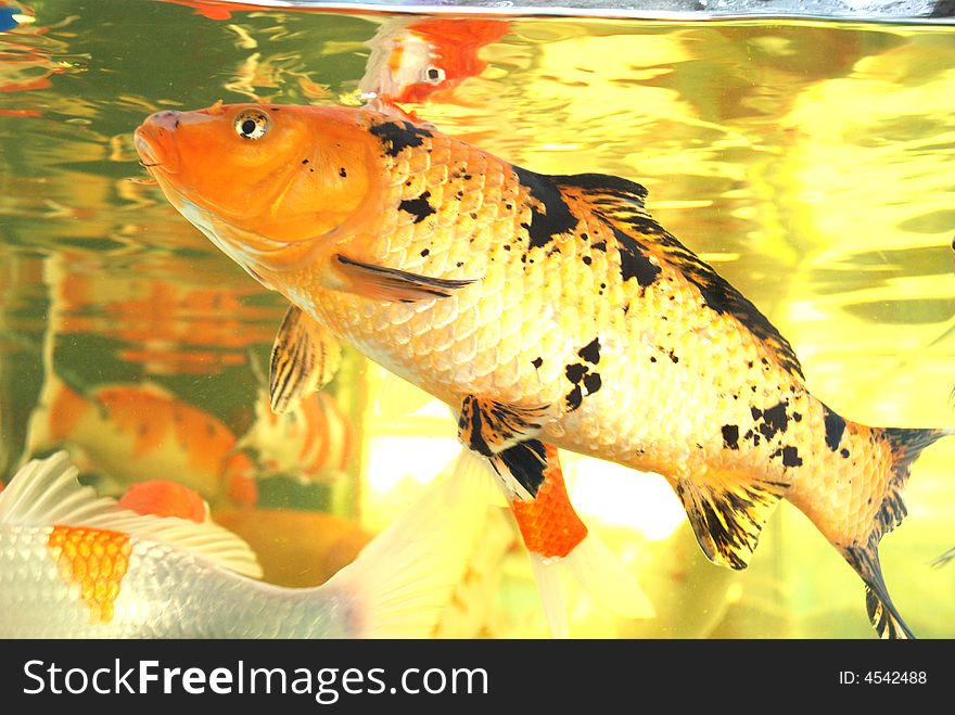 A swarm of Japanese koi carps swim freely in the aquarium,Chinese brocaded carps. A swarm of Japanese koi carps swim freely in the aquarium,Chinese brocaded carps.