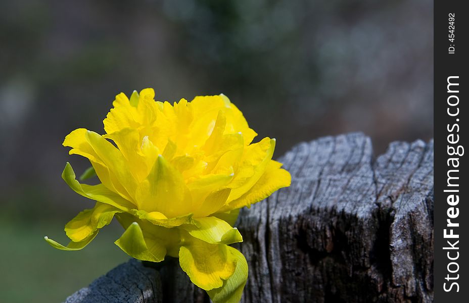 Single yellow spring flower at the tree stump