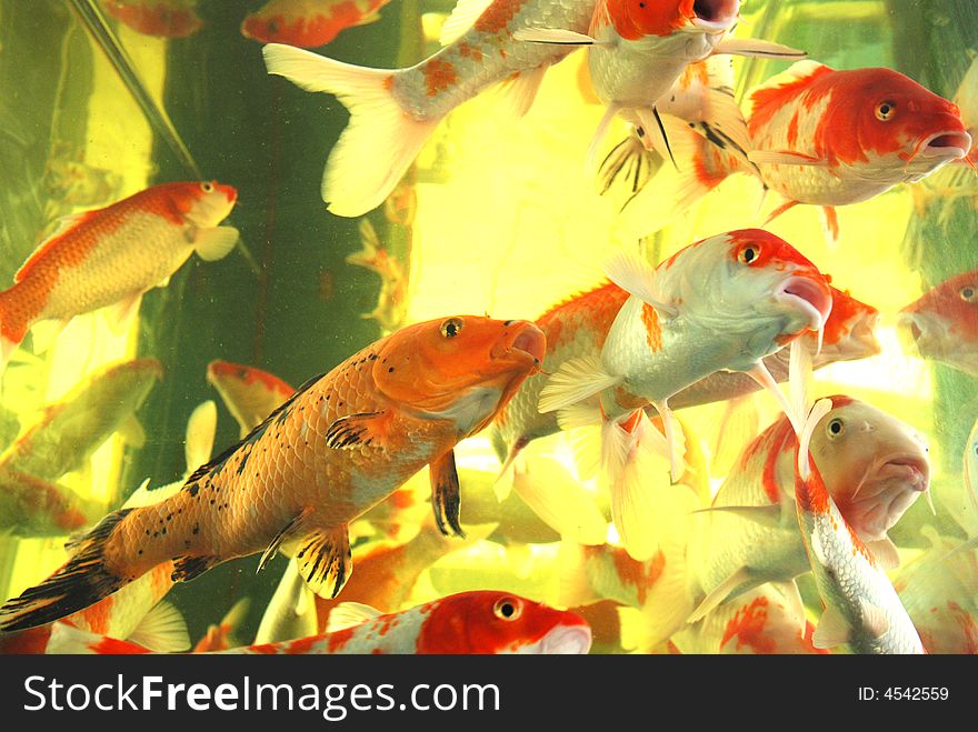 A swarm of brocaded carps swim freely and leisurely in a glass aquarium. A swarm of brocaded carps swim freely and leisurely in a glass aquarium.