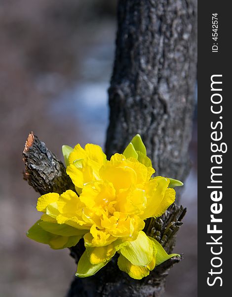 Single yellow flower put between two tree branches