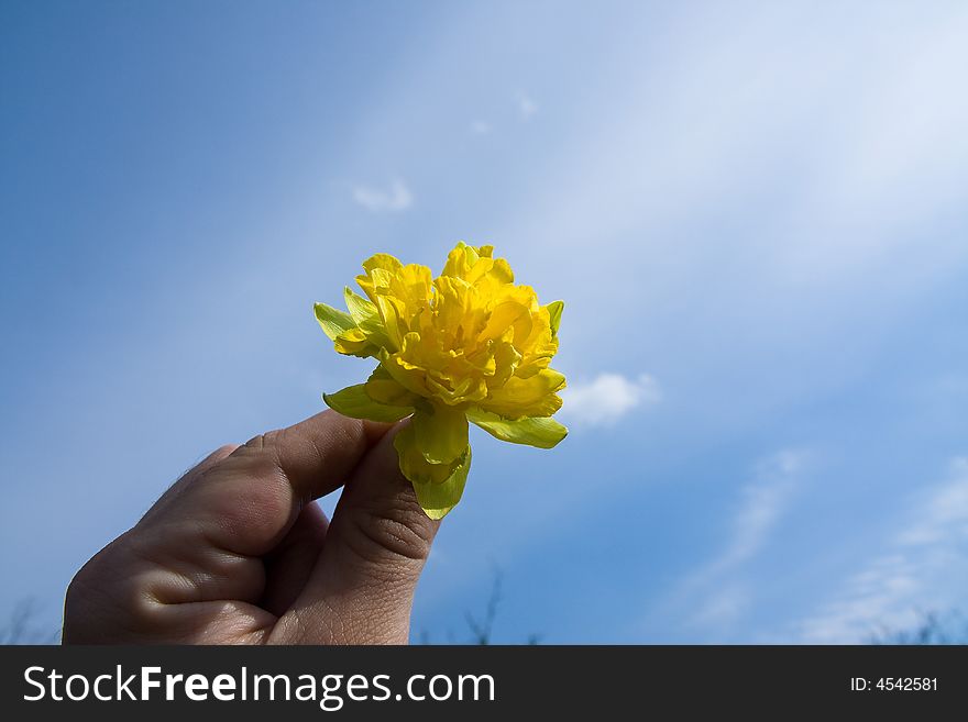 Single yellow flower in the hand under blue sky
