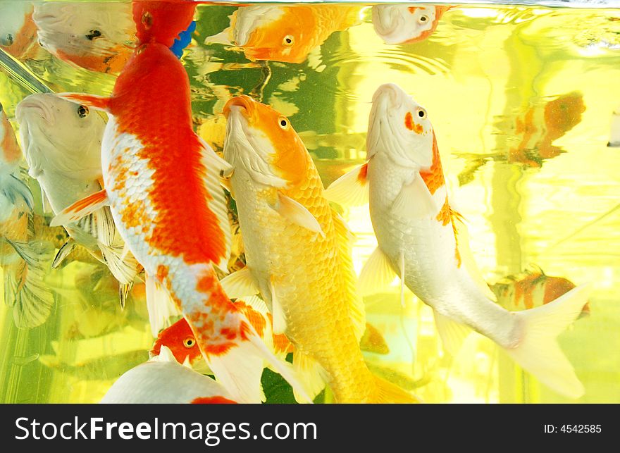 Colorful Kois,brocaded carps swim in the clear water in an aquarium. Colorful Kois,brocaded carps swim in the clear water in an aquarium.