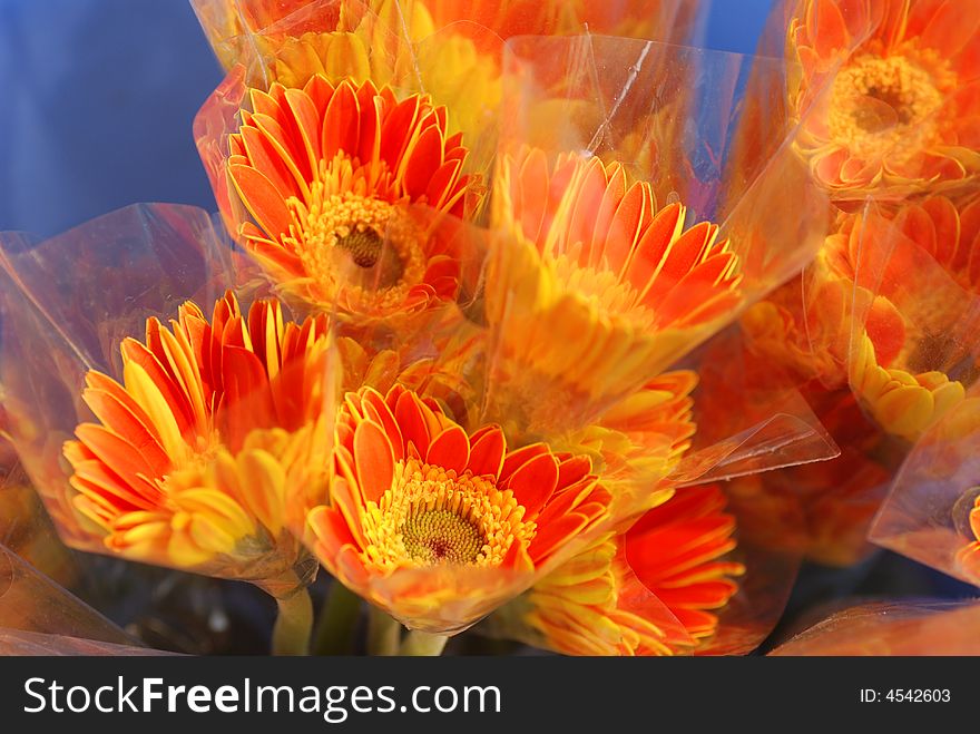 A bunch of Gerbera jamesonii Bolus,symbole of warmth and vigor