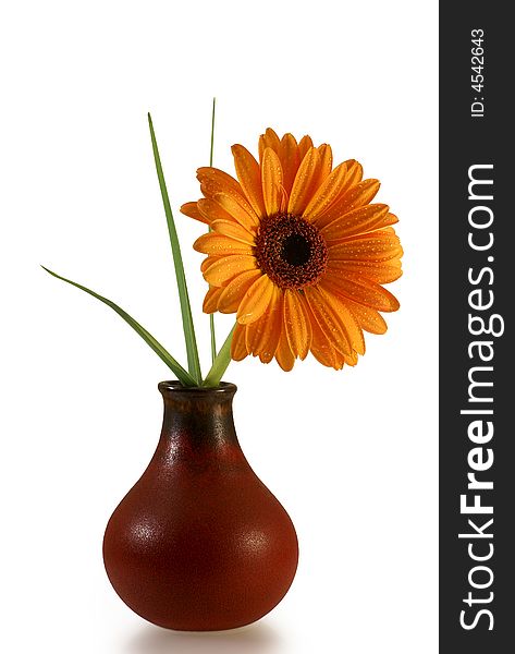 Gerber daisy with droplets over white background