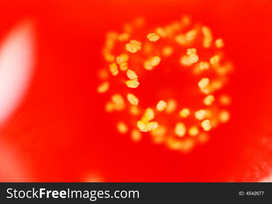 The Stamens Of Red Camellia