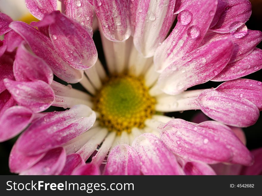 Mauve chrysanthemum flower with dewdrops on the petals. Mauve chrysanthemum flower with dewdrops on the petals.