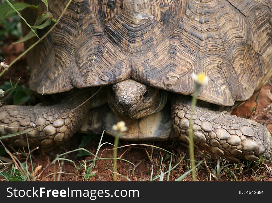 Found this tortoise walking in the garden in Africa. Found this tortoise walking in the garden in Africa