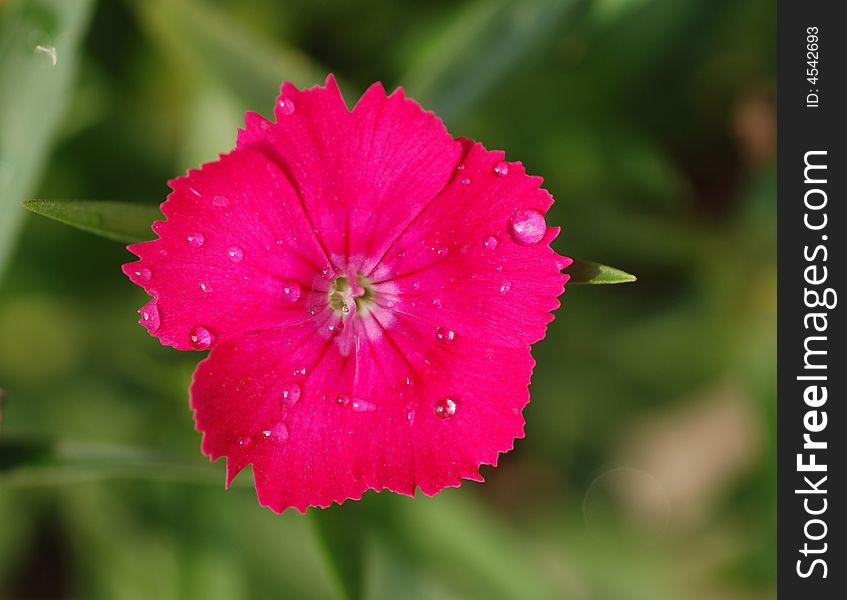 Mauve Pink sweet William flower with dewdrops on, bloom in the spring. Mauve Pink sweet William flower with dewdrops on, bloom in the spring.