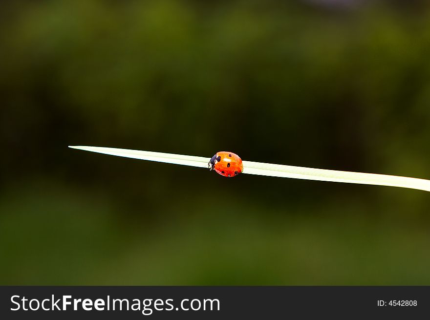 Ladybug On Blade