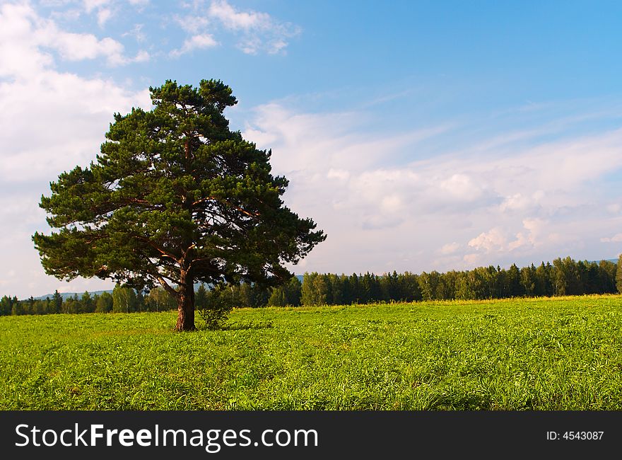 Alone tree in field under sky