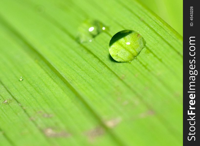 Water droplets on a green leaf after the rain