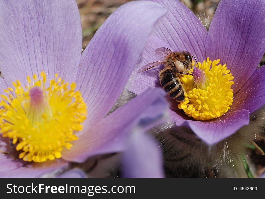 Bee worker gathering honey on spring flowers - macro image